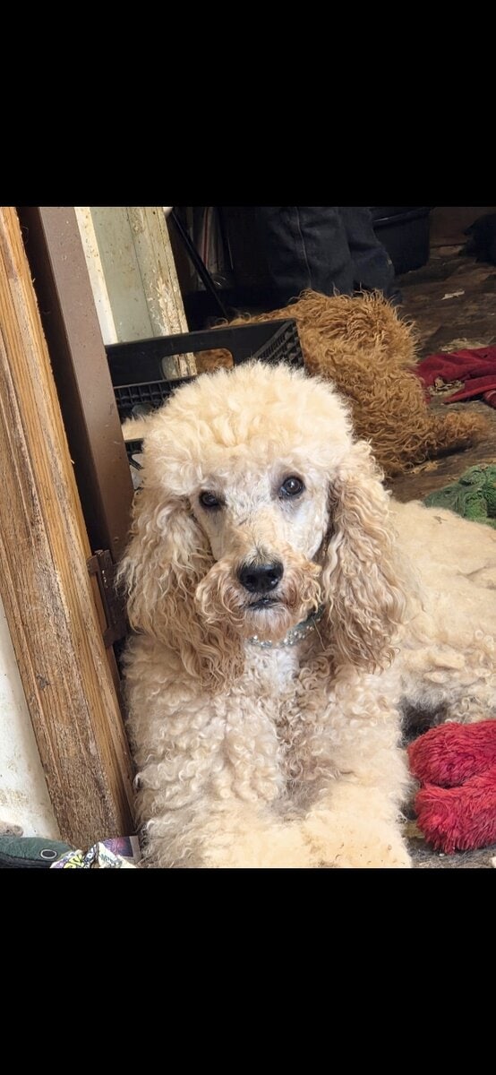 Poodle image 1