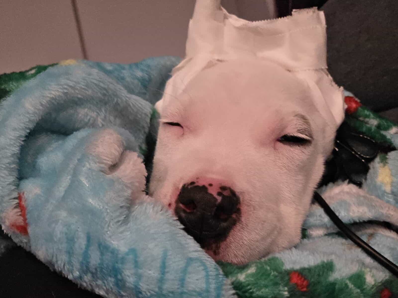 2½ Month Old Male Puppy image 2