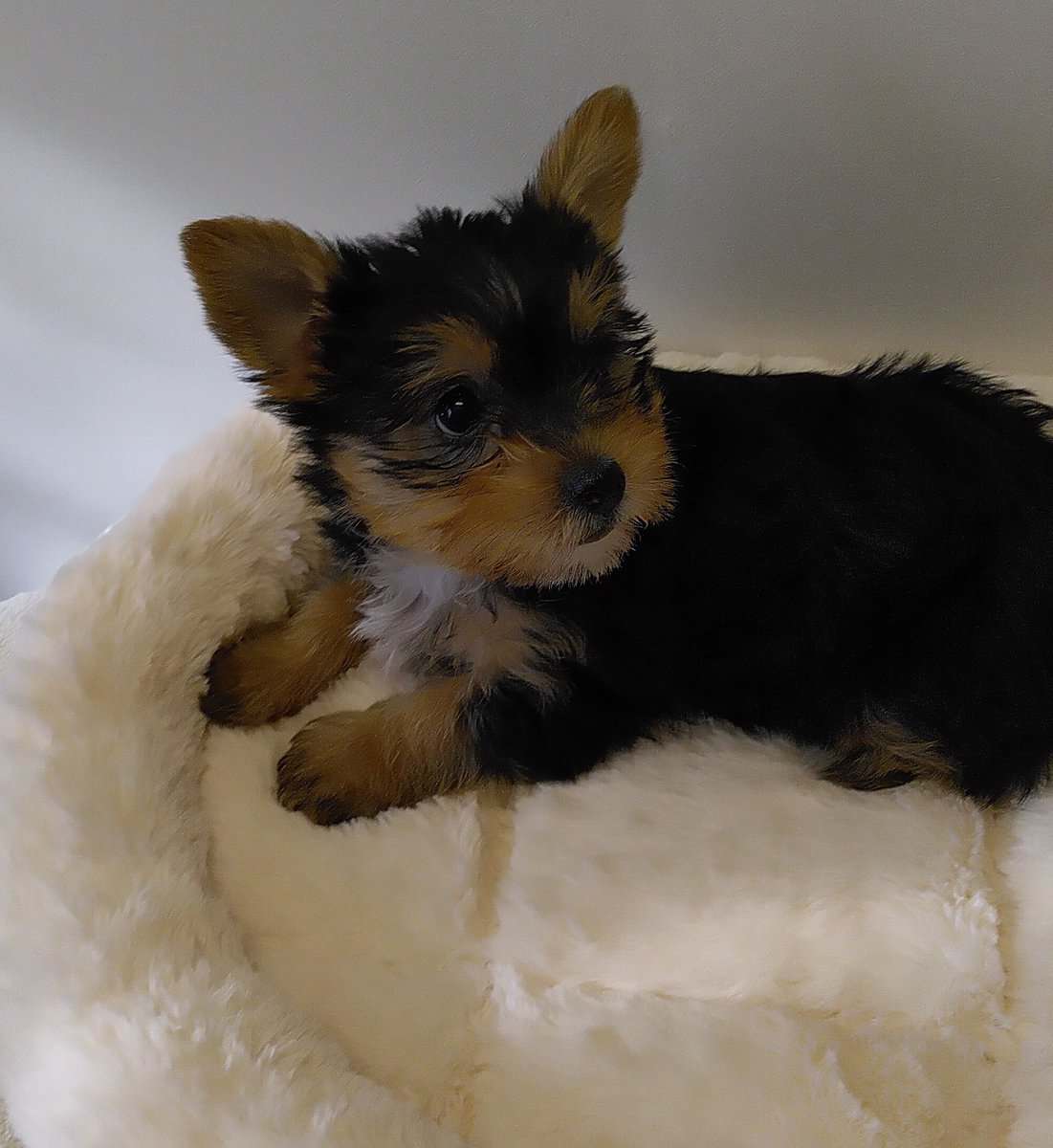 Beautiful Yorkie Babies Available !!! image 1