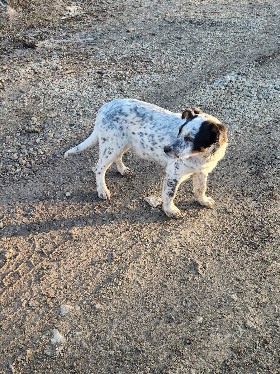 Blue Healer with some Australian Shepherd image 3