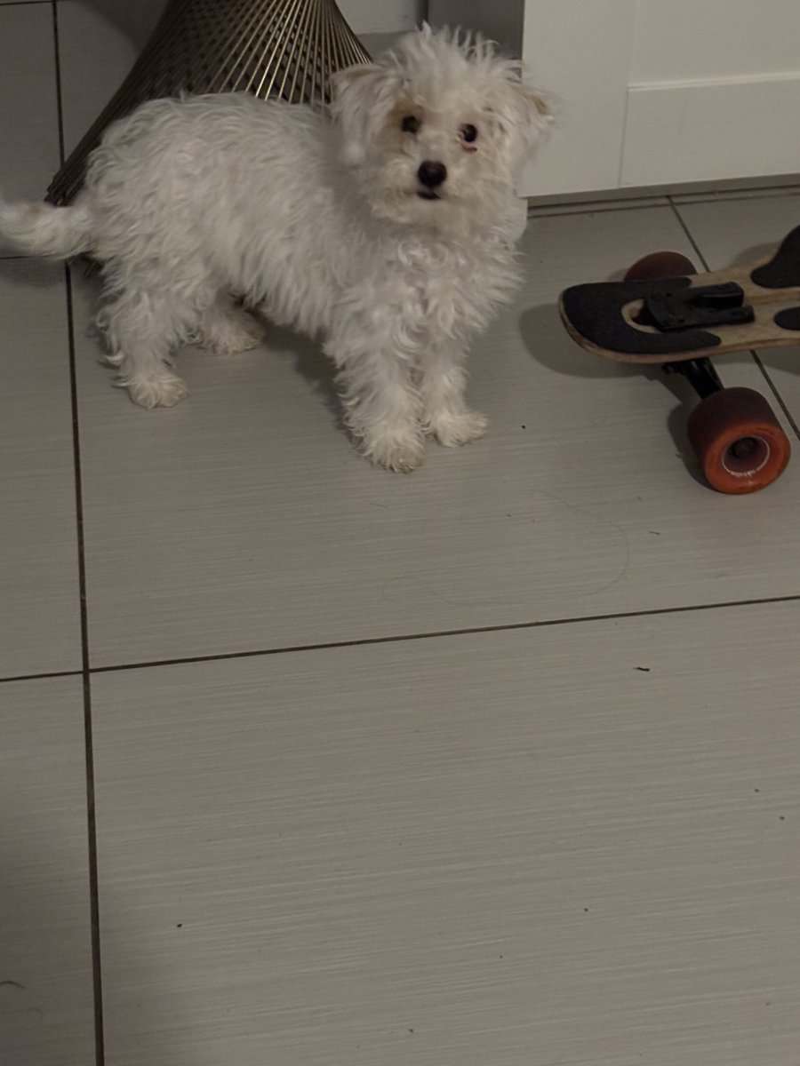 Toy poodle puppies image 2