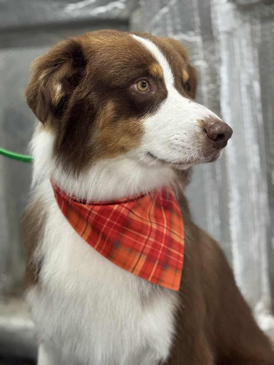 Border Collie 2 yrs old image 2