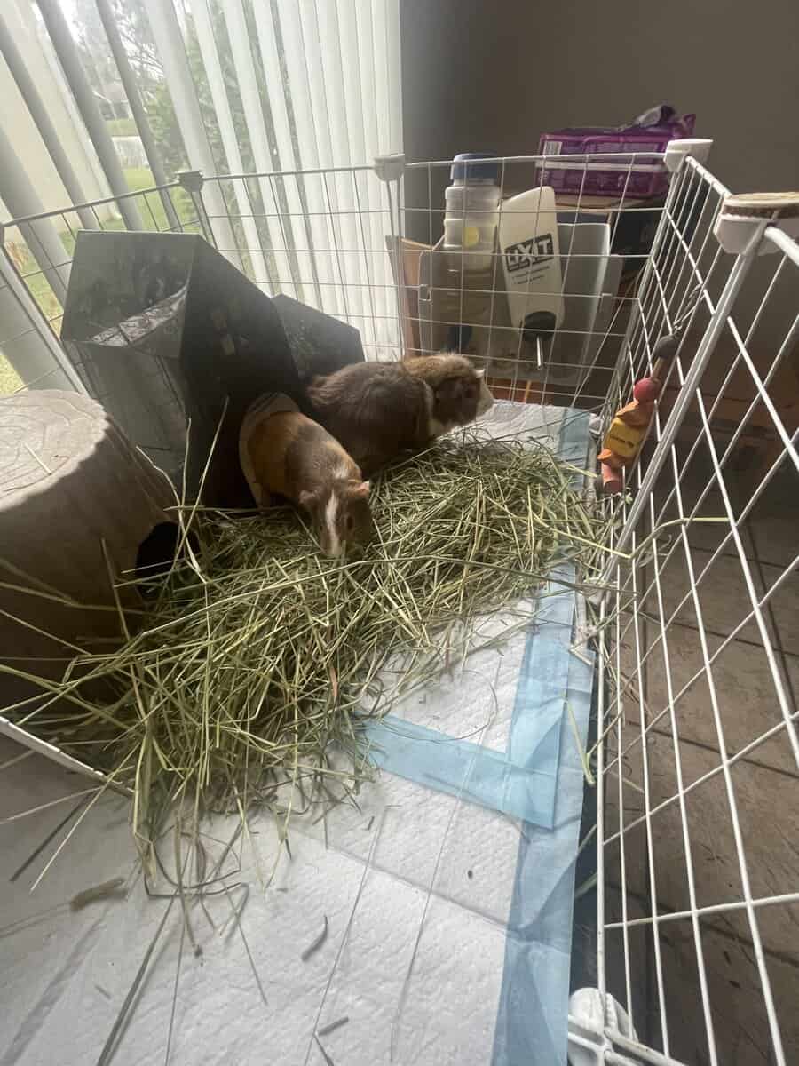2 Male Guinea Pigs image 2
