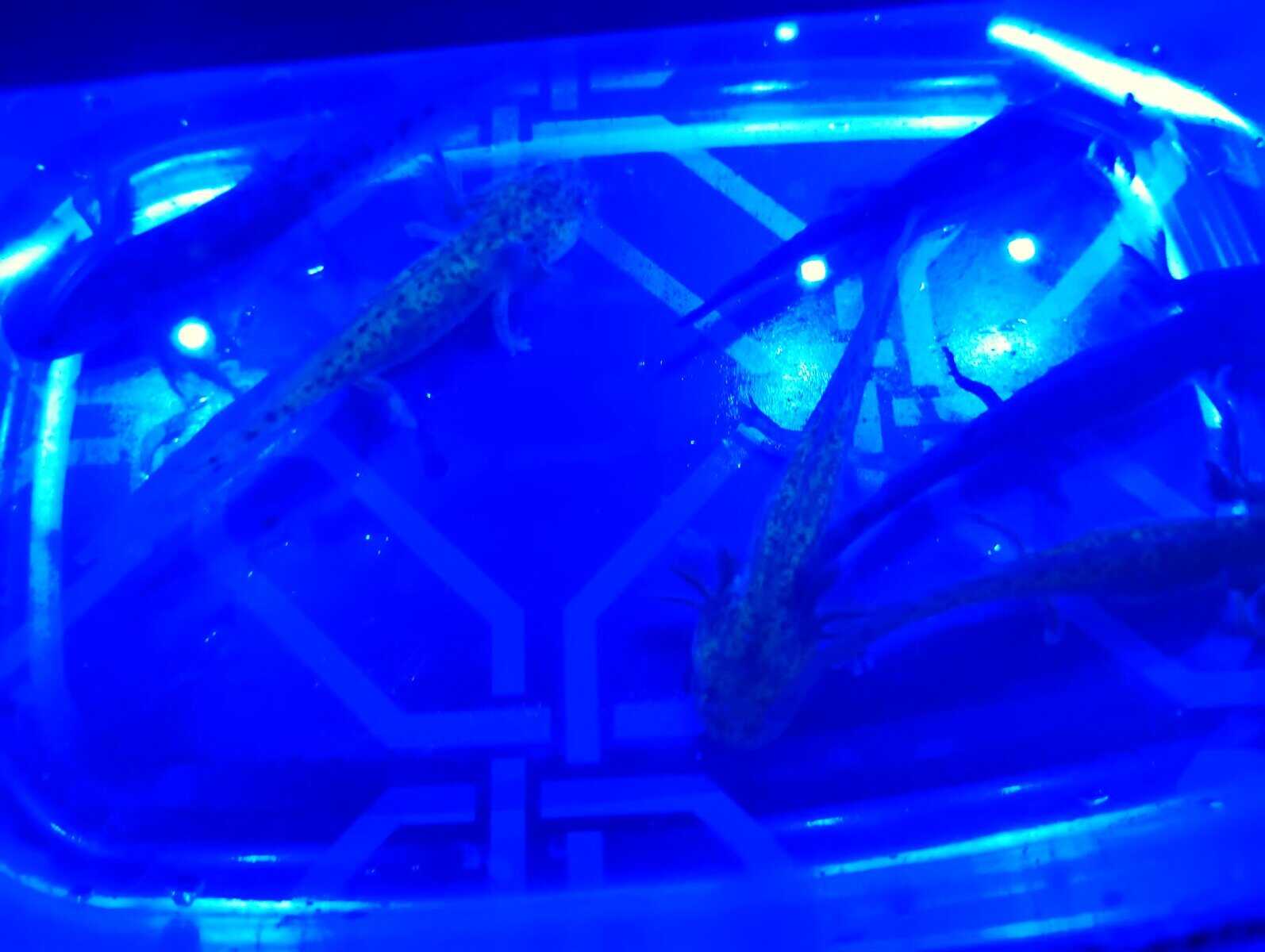 Axolotls image 2