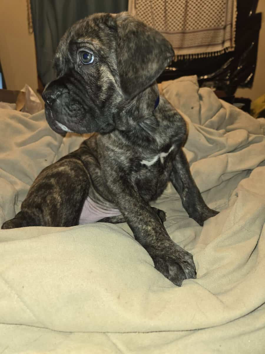 Presa Canario Cane Corso mix 8 weeks old image 20
