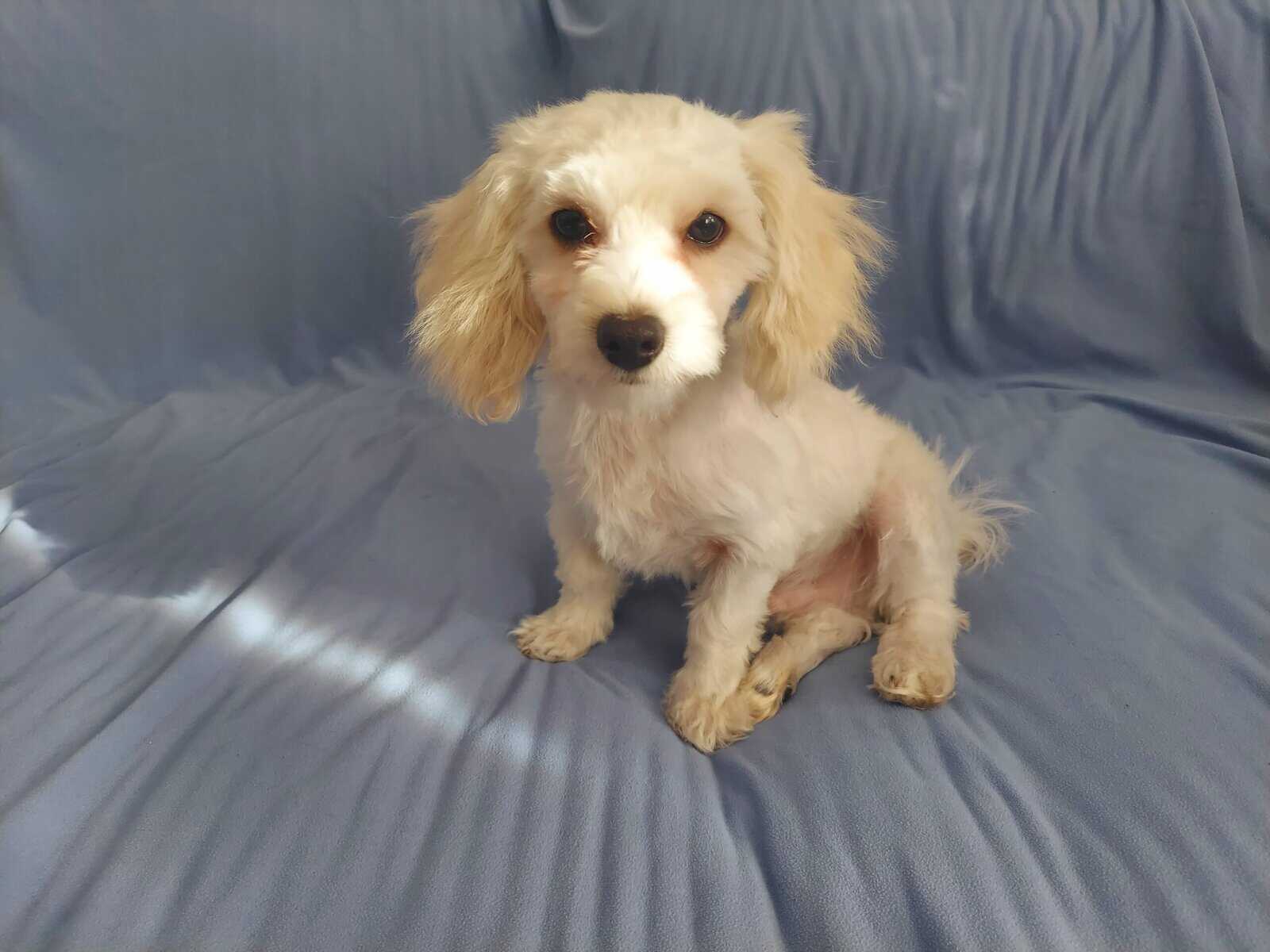 Monty is in-home raised in Michigan, non-shedding image 5
