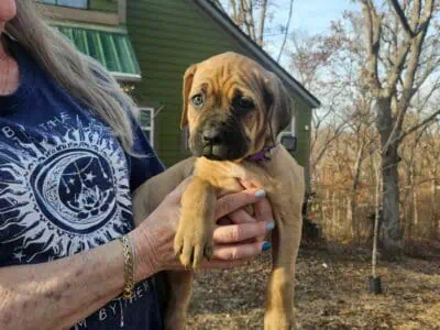 Double Registered Cane Corso’s Puppies