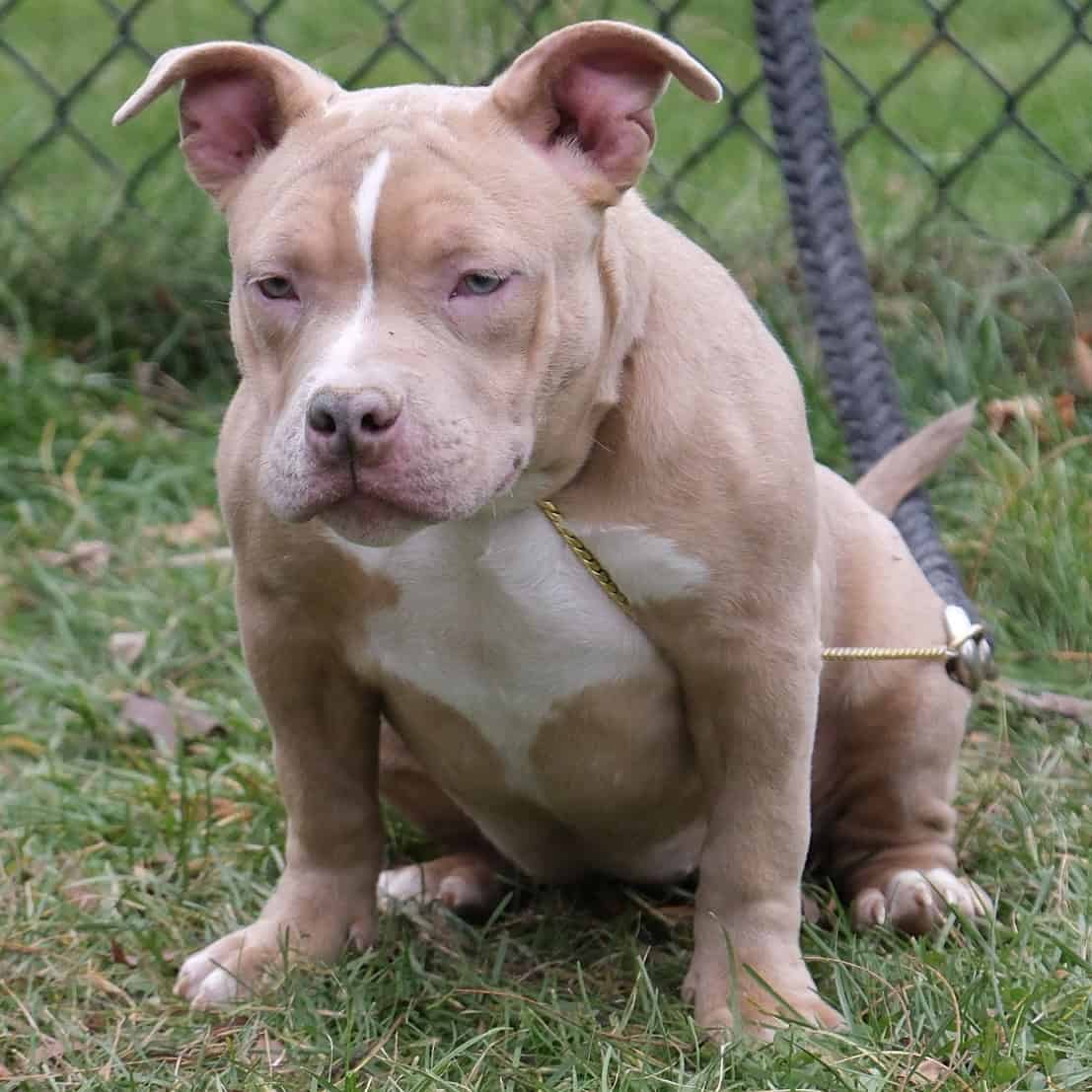 American bully puppy image 1