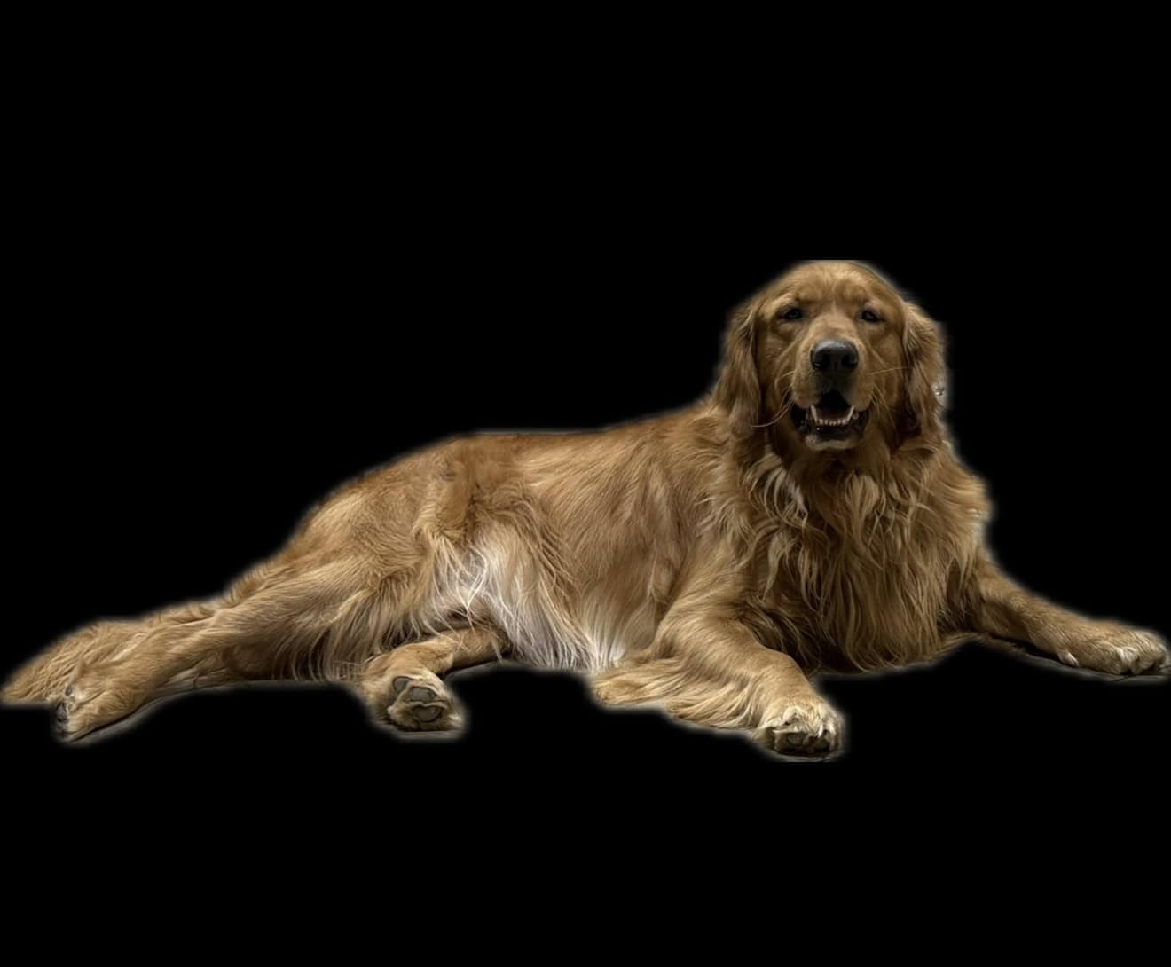 Akc Golden Retriever Pups image 3