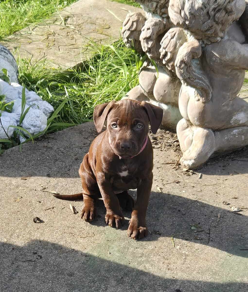 Red Nose American Pit Bull Terrier puppies image 8
