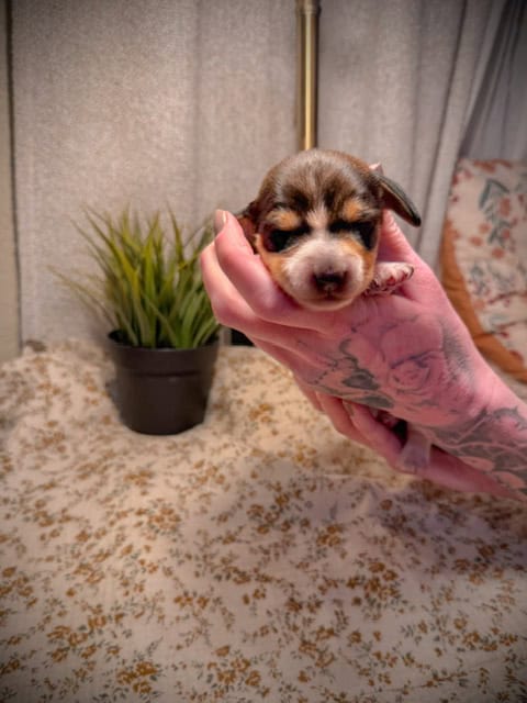 purebred dachshund pups image 17