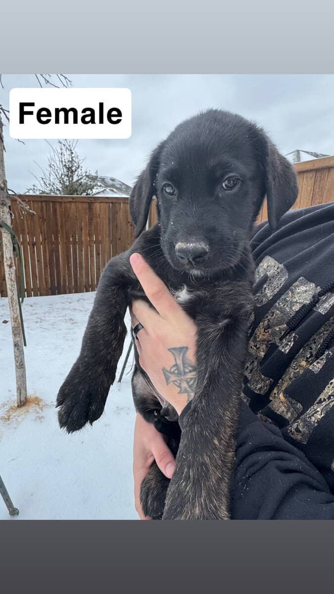 Golden Shepherd Puppies! image 7