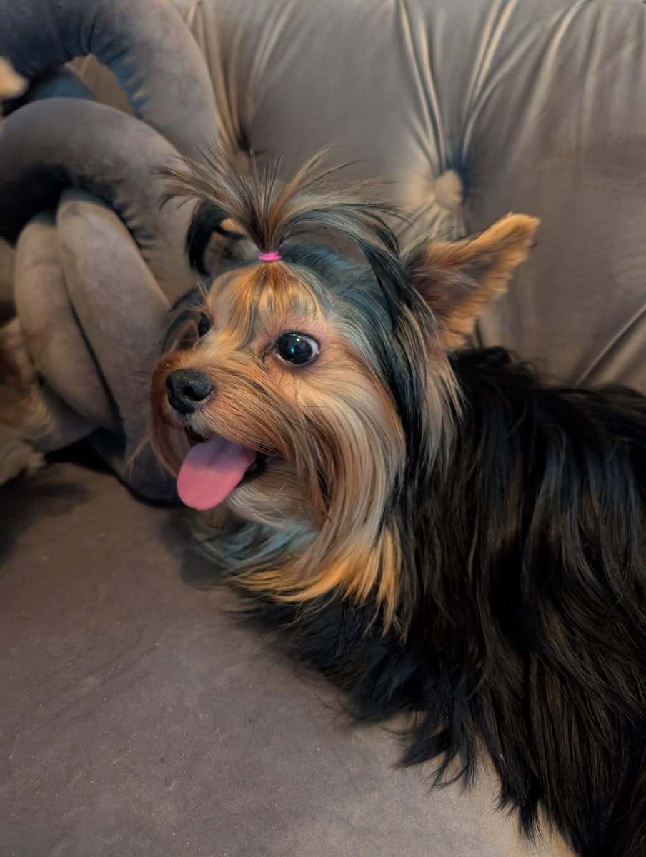 AKC Yorkies image 7