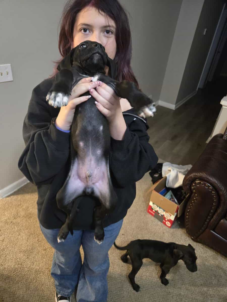 german short hair boxer mix puppies image 2