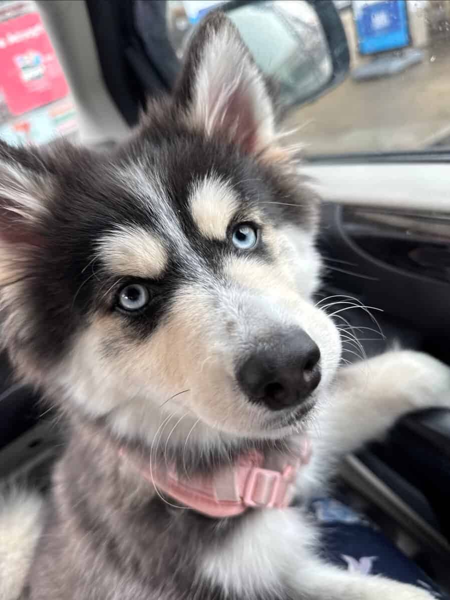 7 month Koda the Pomsky for adoption/sale image 3