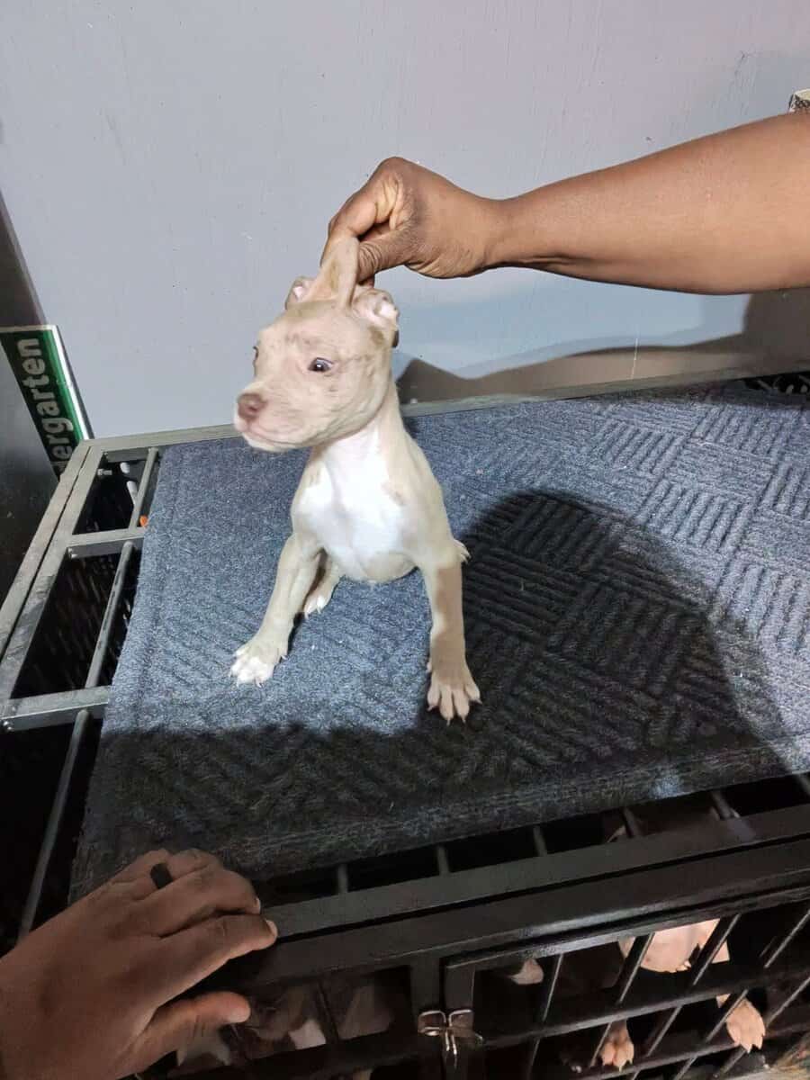 Bully puppies for sale image 8