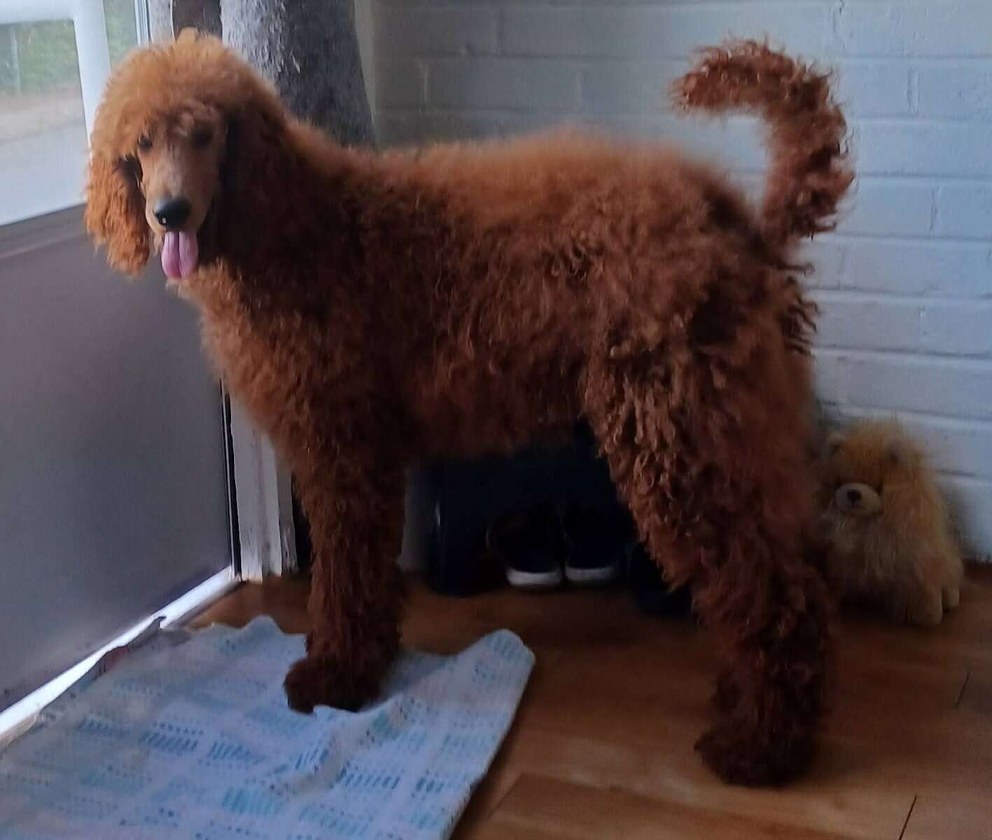 Red Standard Poodles pups for sale image 1