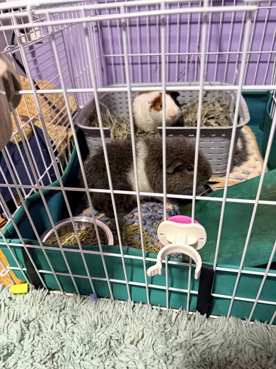 Guinea pigs image 1