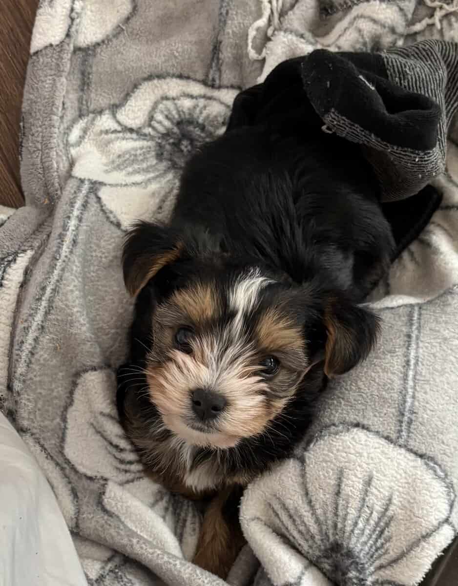 Yorkies yorkies!!!! image 1