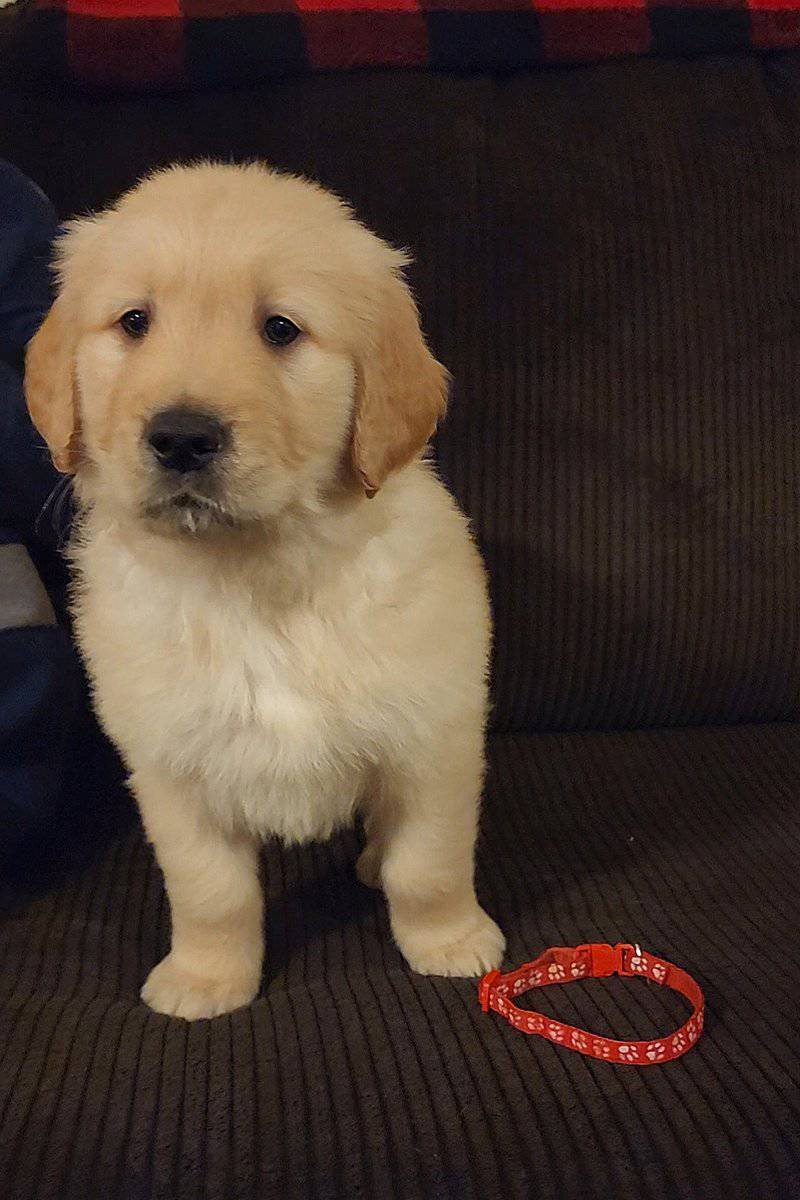 AKC Golden Retriever Puppies image 8