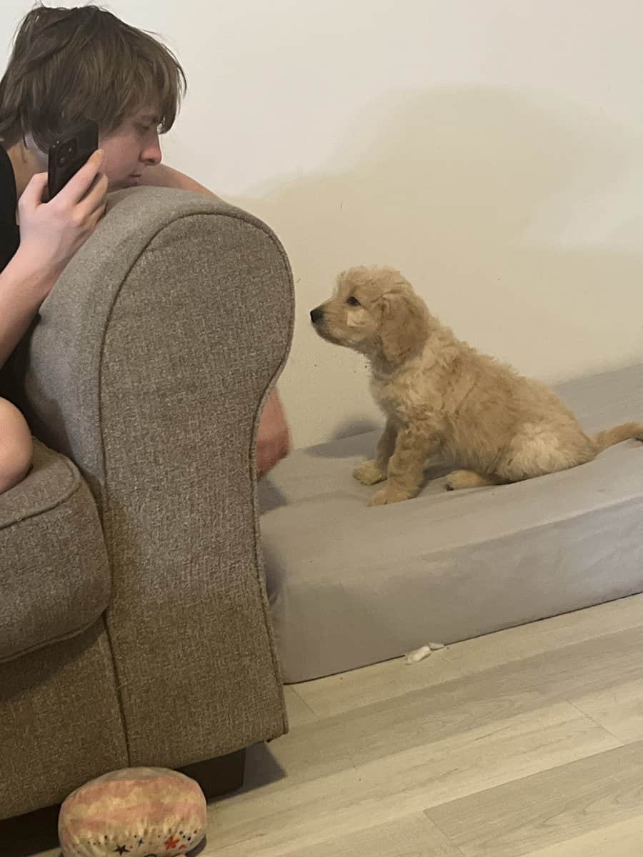 4 golden doodle puppies image 3