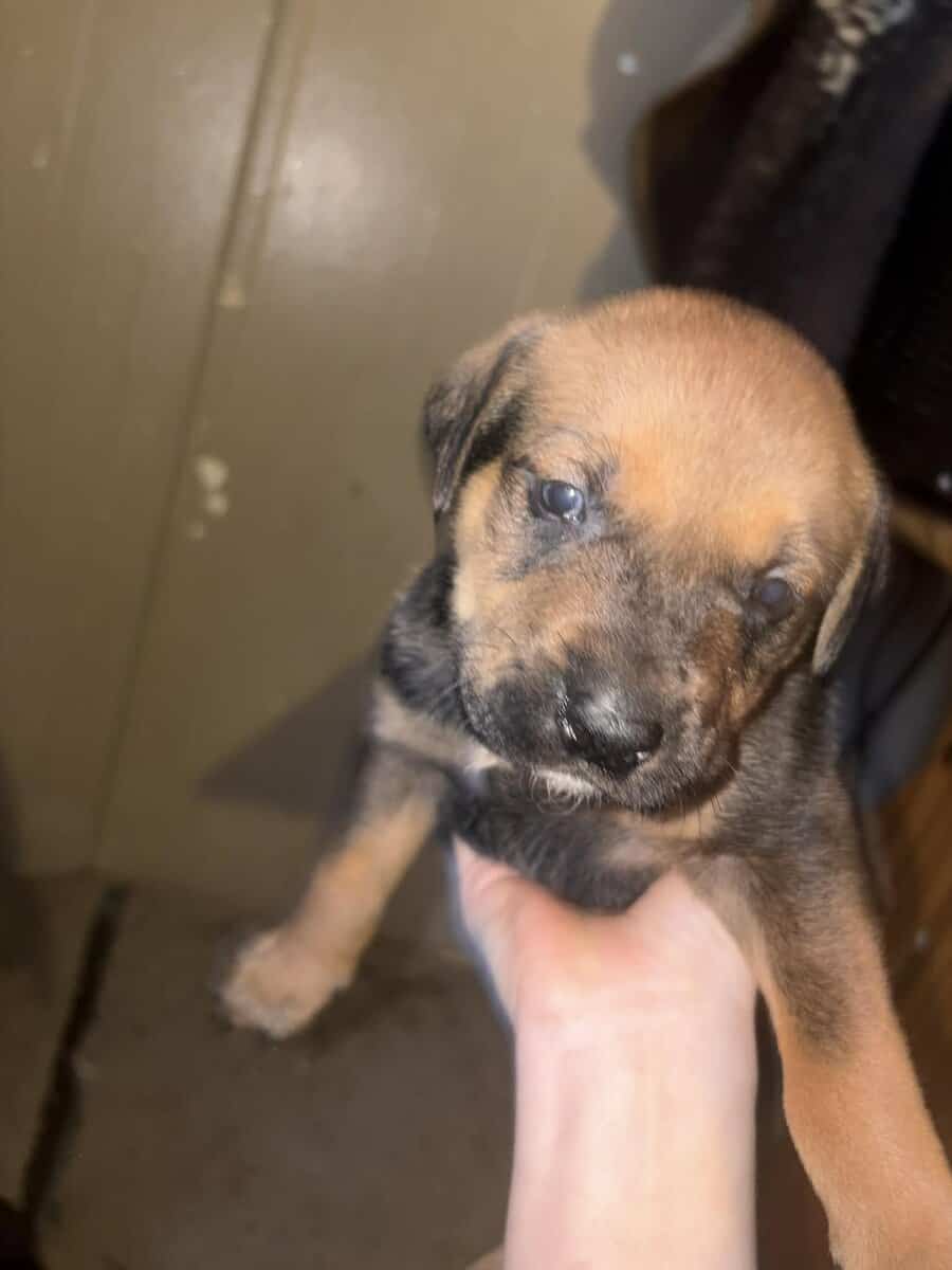 Black lab mix puppies image 8