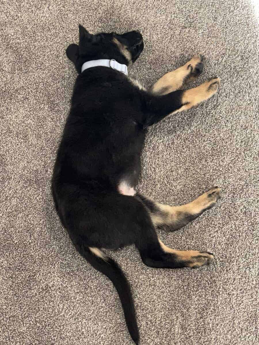 5month pure German Shepherd image 13