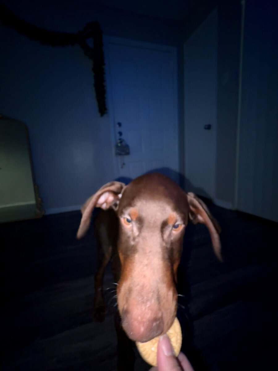 Doberman Puppies 11 weeks image 3