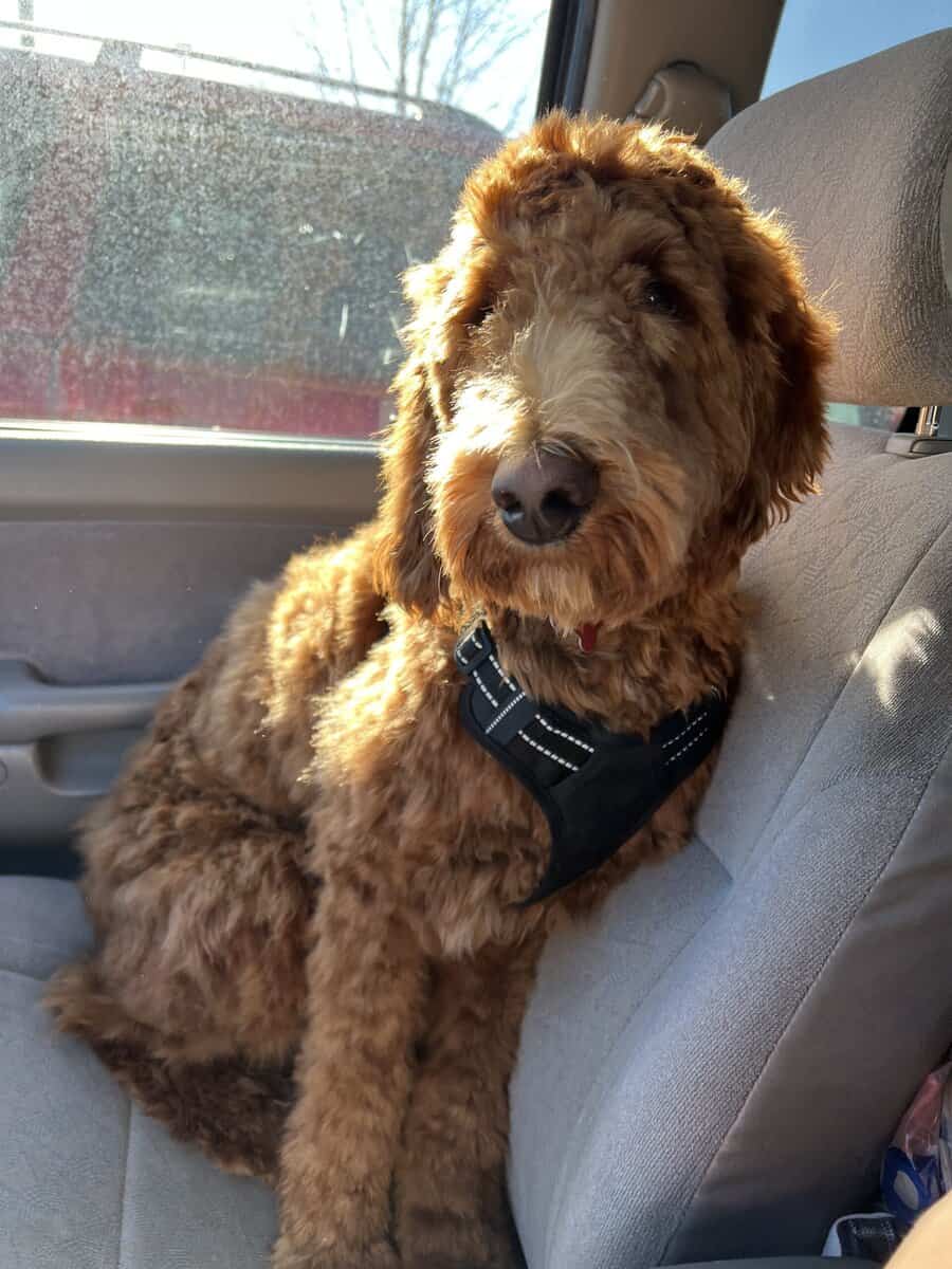 Standard Poodle Rehome image 2