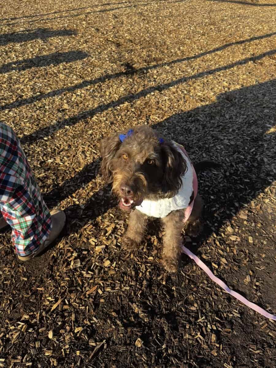 Coco, labradoodle, 2 years old image 1