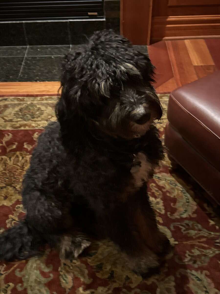 Young bernedoodle in need of a loving home image 1