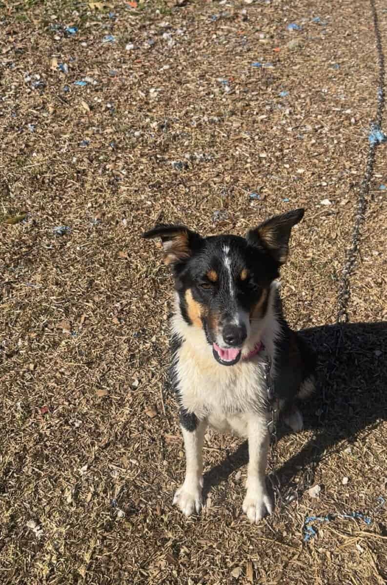 Australian shepherd image 3