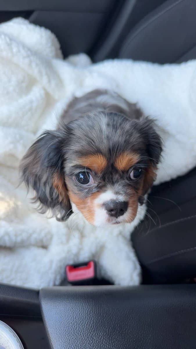 Puppy for sale image 1