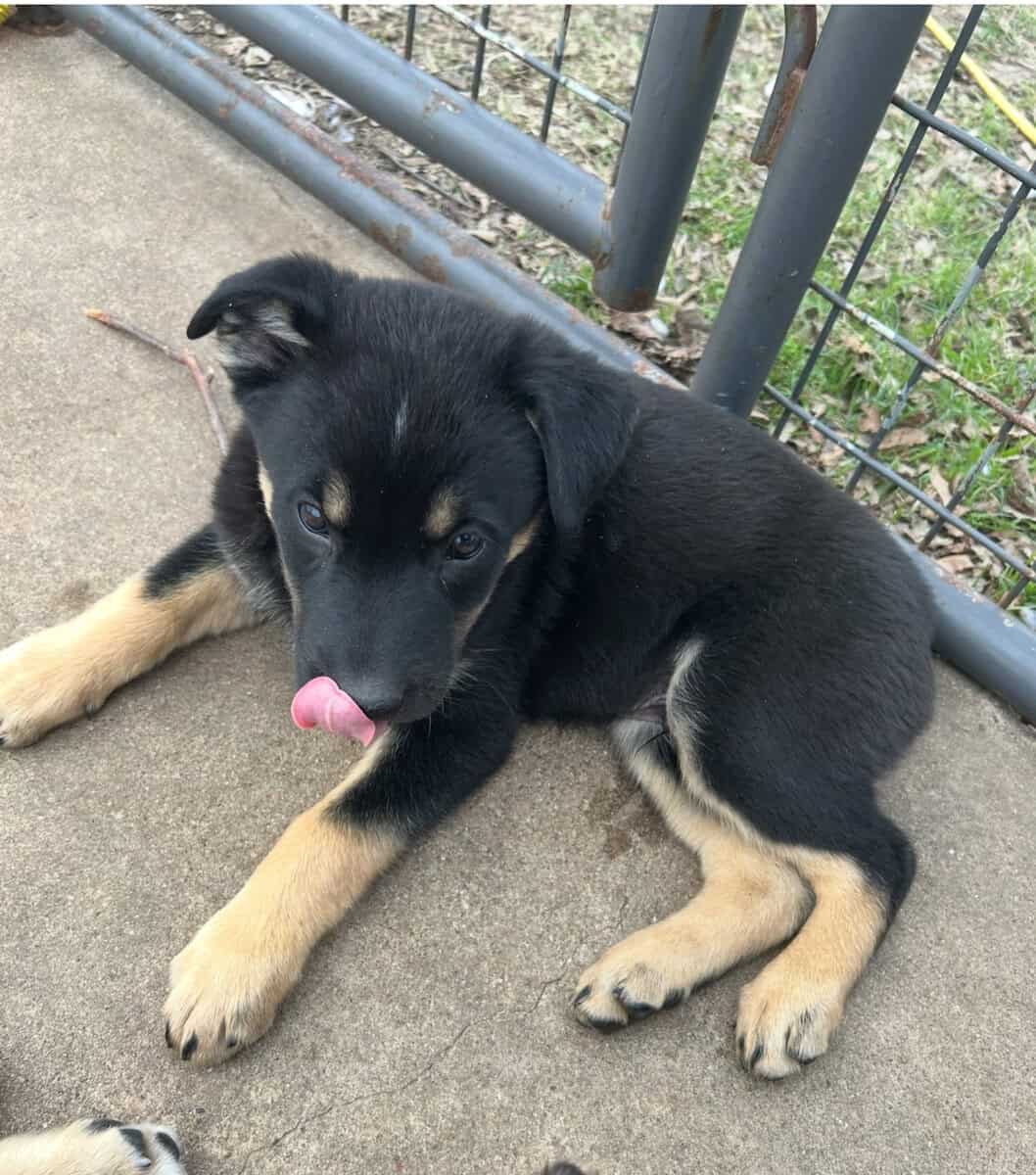 Australian Shepherd/Kelpie mix Puppies for Sale image 4