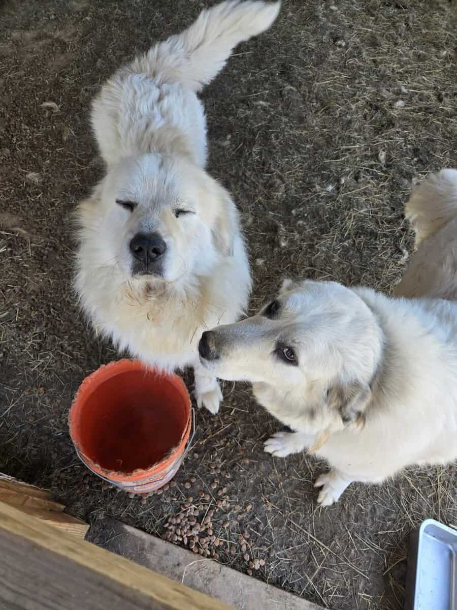 Two Great Pyranees dogs for free. image 4
