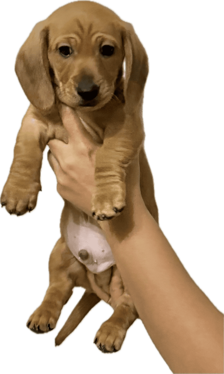 Dachshund puppies image 2