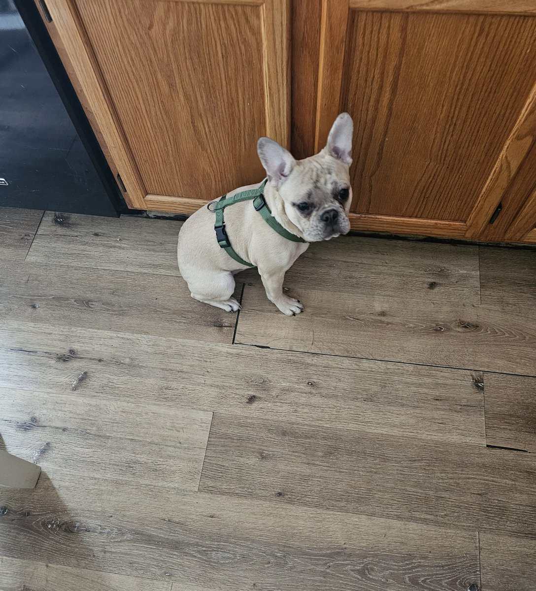 French bulldog 7 months image 1
