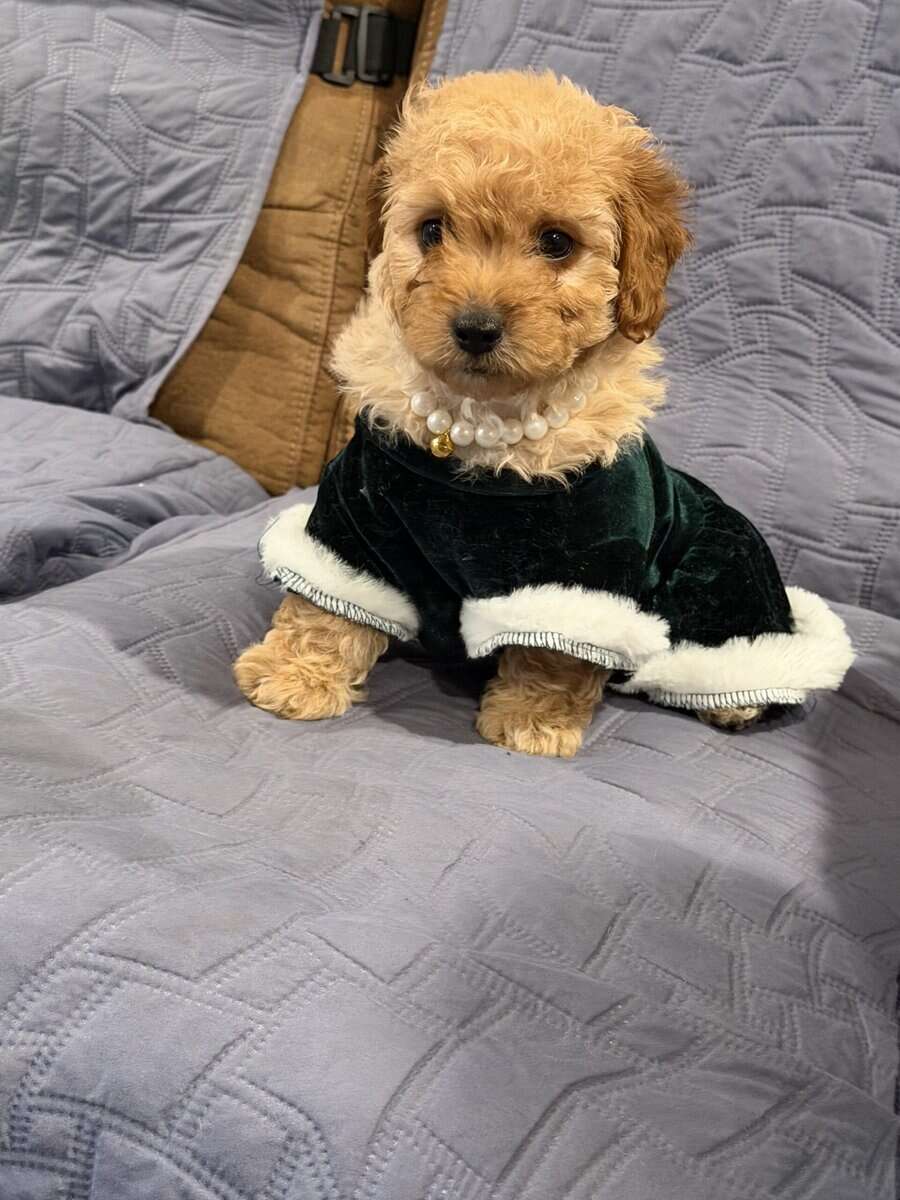 Mini Goldendoodles image 1