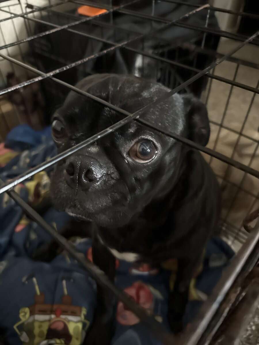 Half pug/ half Boston needs a great home image 1