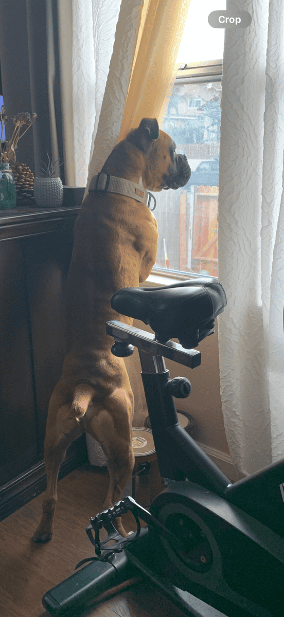 Boxer puppies image 6
