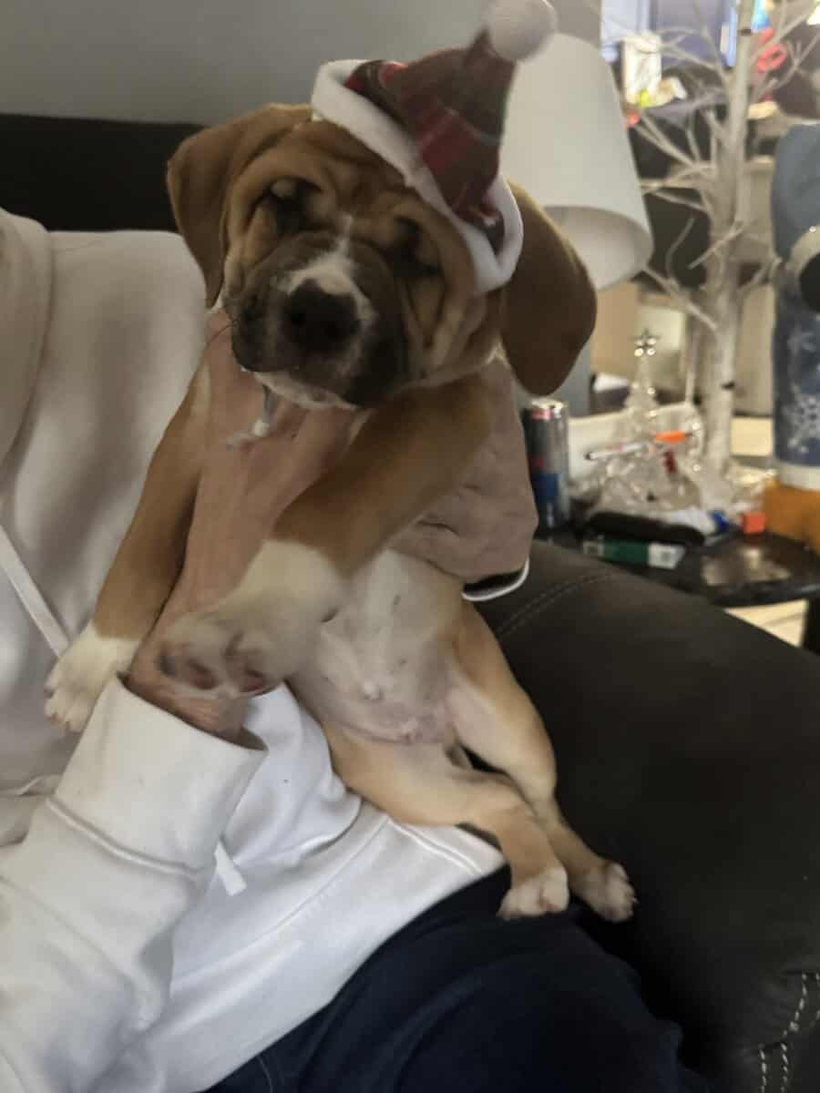 2 pit mix puppies image 4