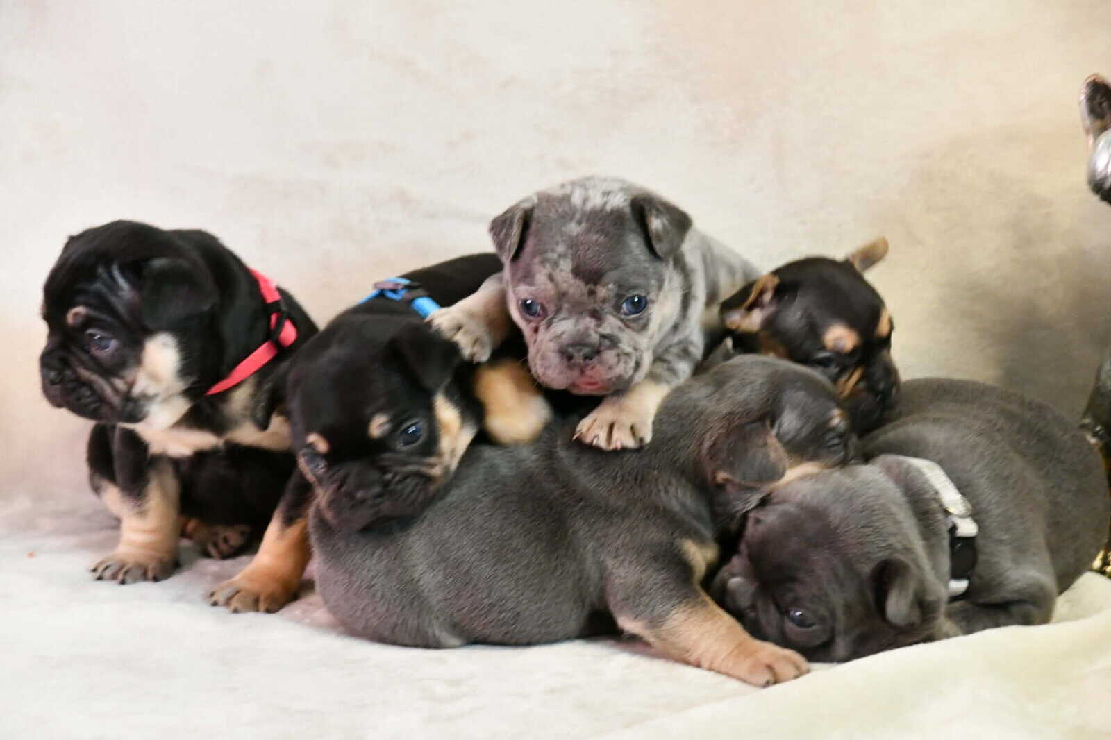 Litter of 6 for Sell - French Bulldogs image 7