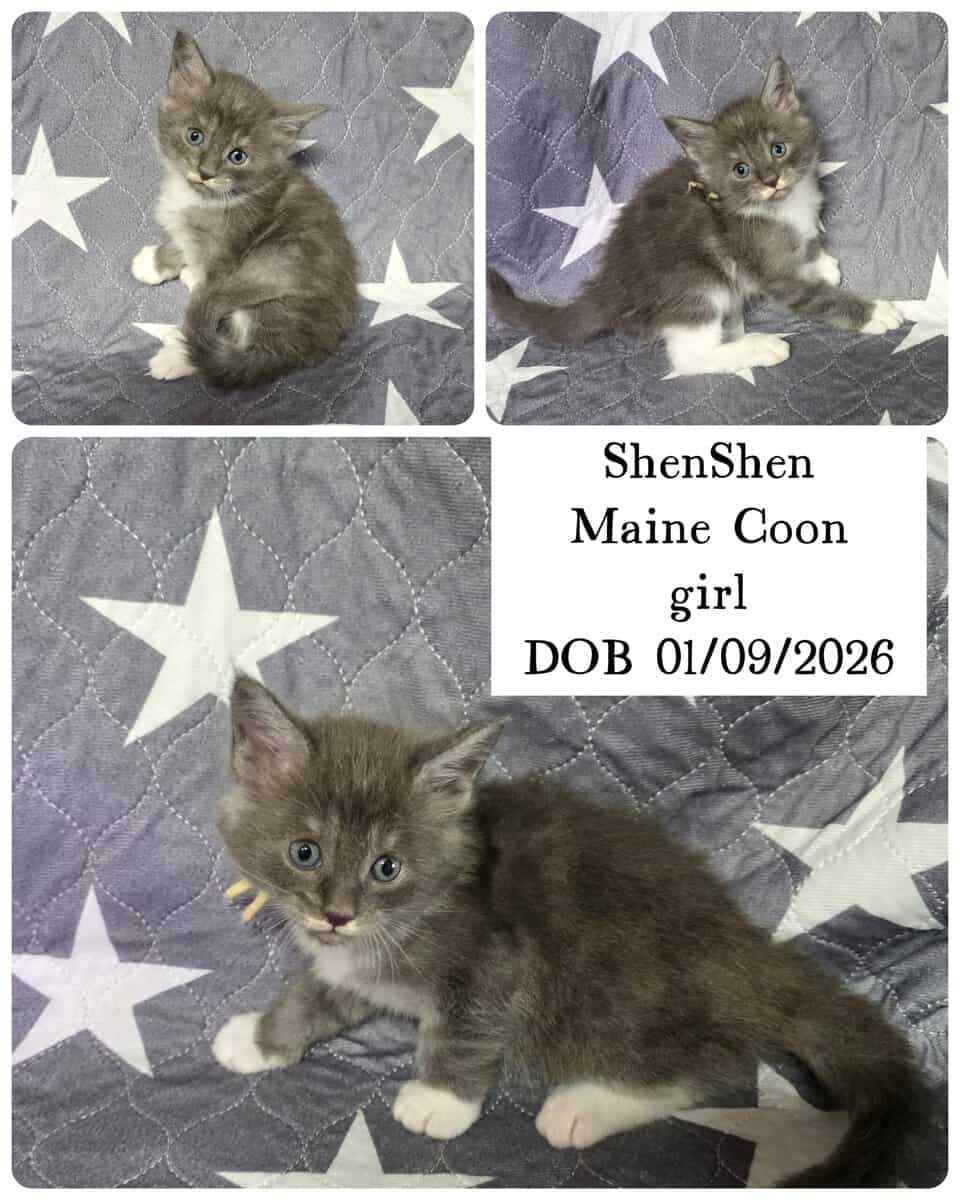 Maine Coon kittens image 3