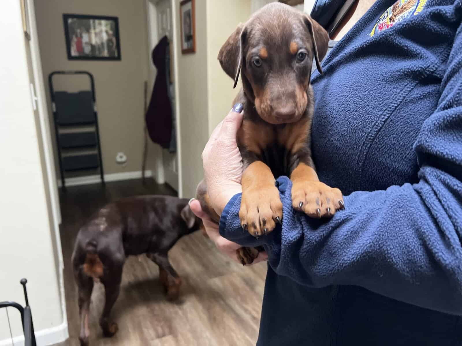 AKC European Doberman Pincher image 15