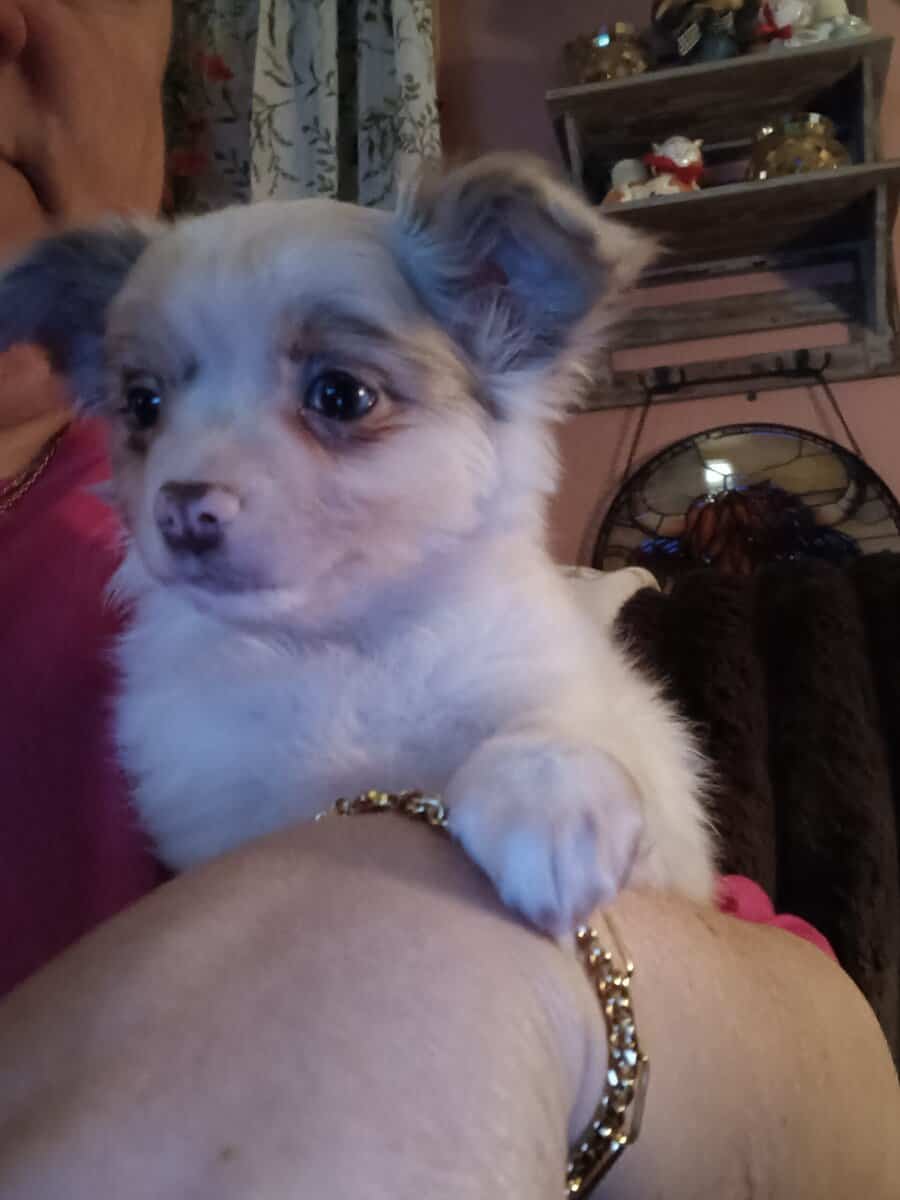 Long Coat Chihuahua Boy Ready to Go! image 3