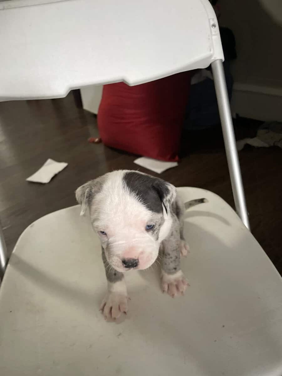 Bully’s dog image 7