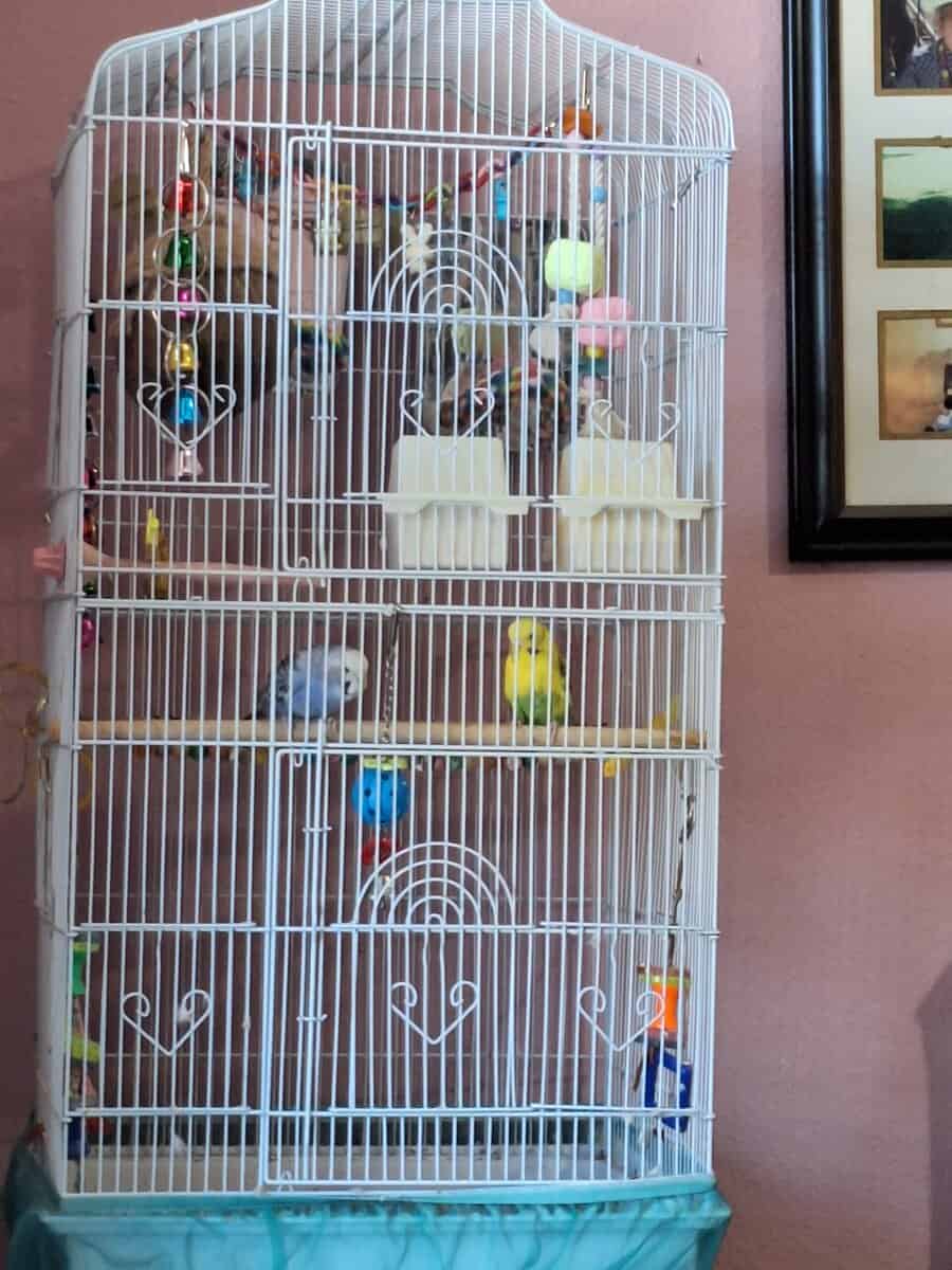Two girl parakeets for sale. image 1