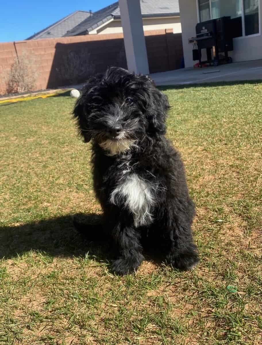 Mini Portidoodles image 7