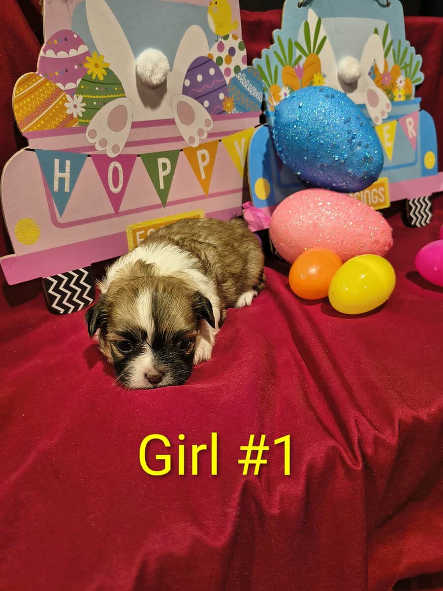 Shih Tzu Puppies image 3