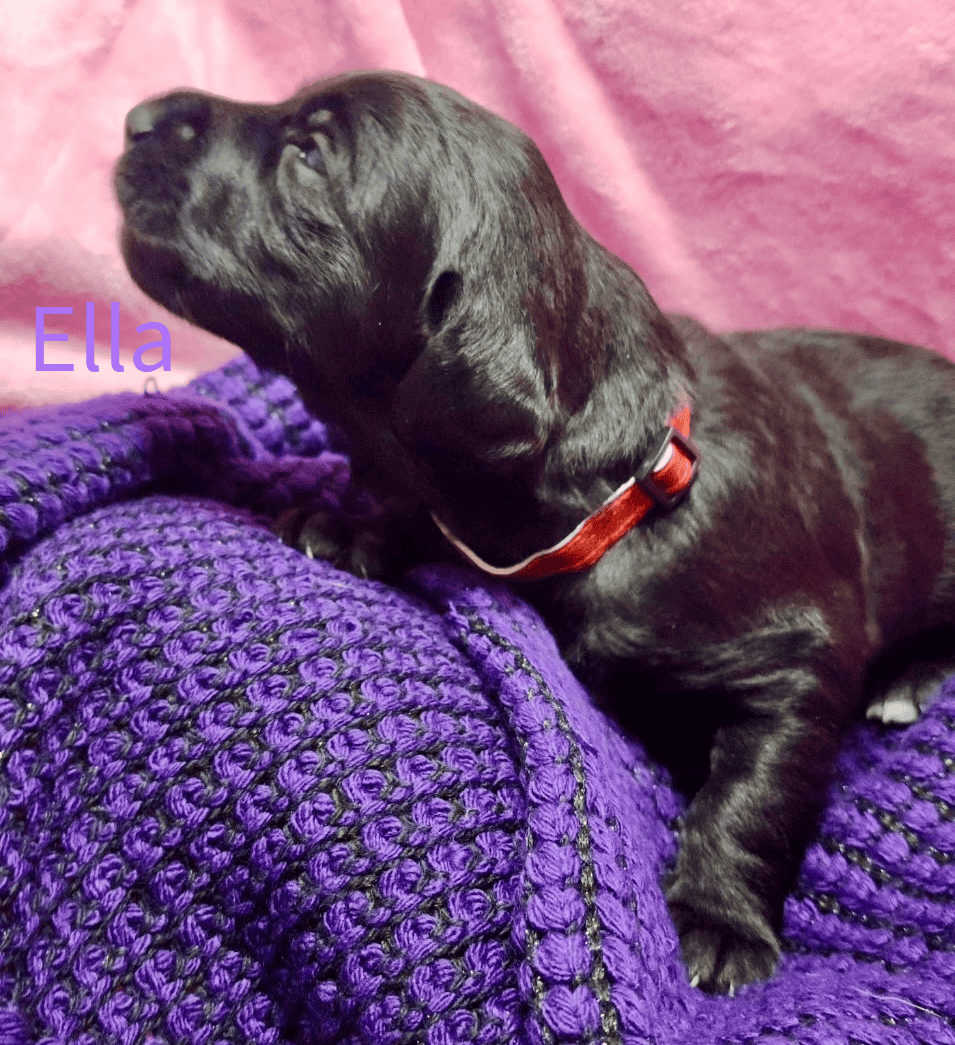 Labradoodle! image 3